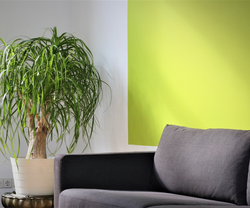Should I Paint My Walls to Match My Furniture?